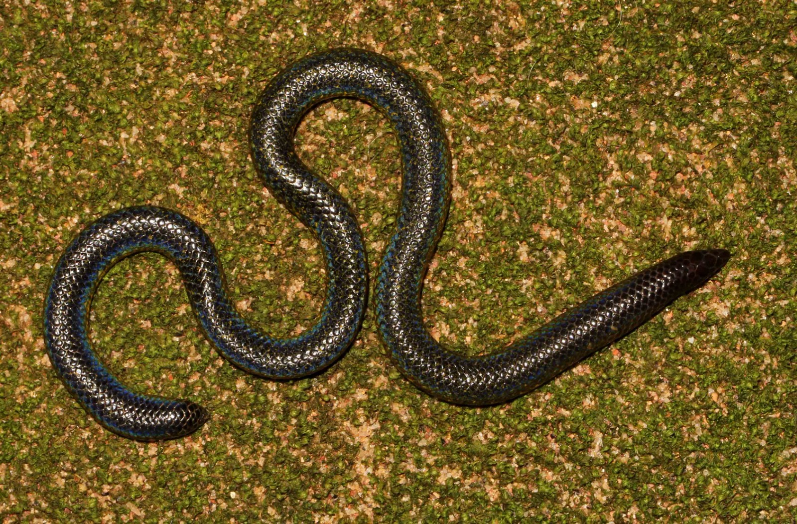 Sri Lankan Snake Species